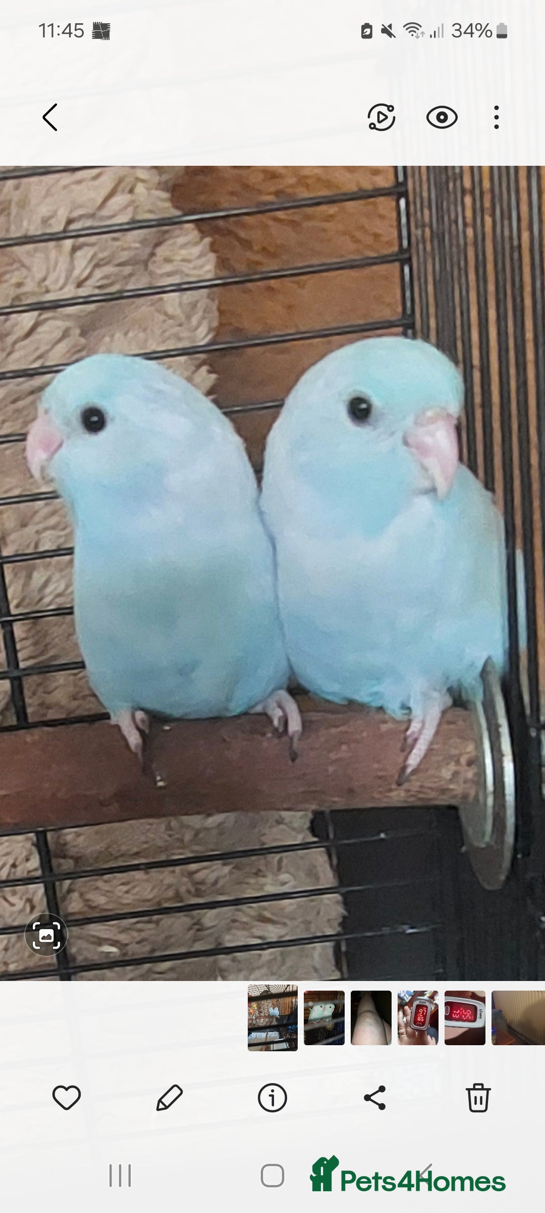 Parakeets birds for sale: Semi Tame Celestial Parrolets  - Image 2