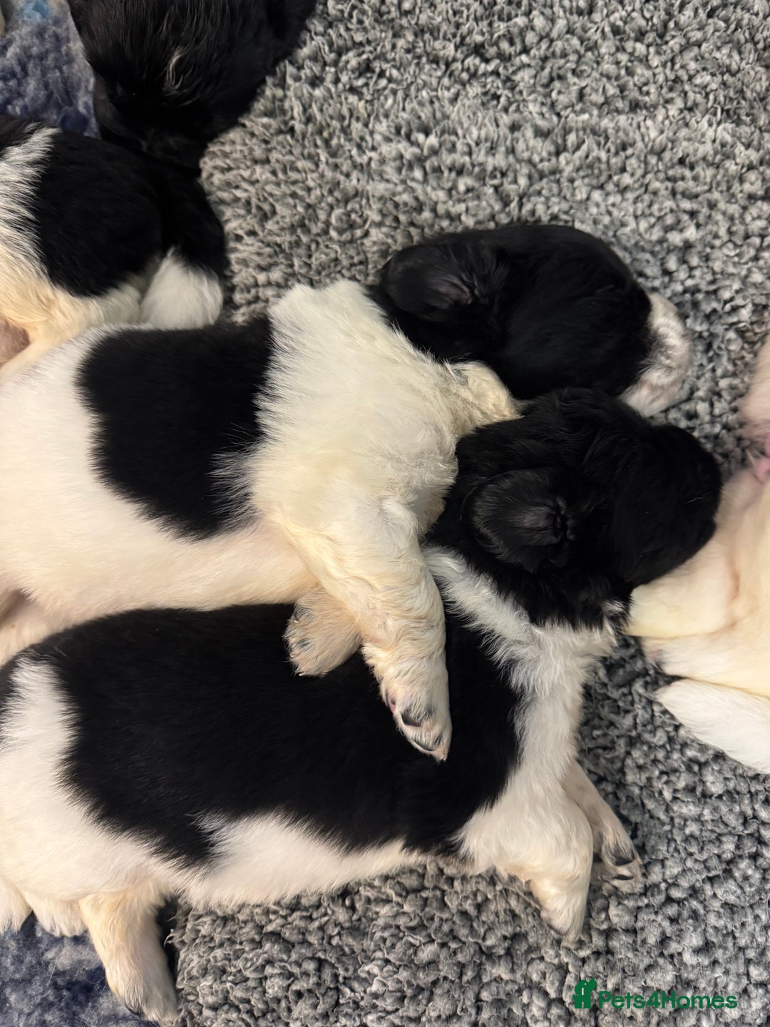 Newfoundland dogs for sale: QUALITY KC REGISTERED NEWFOUNDLAND PUPPIES - Image 8