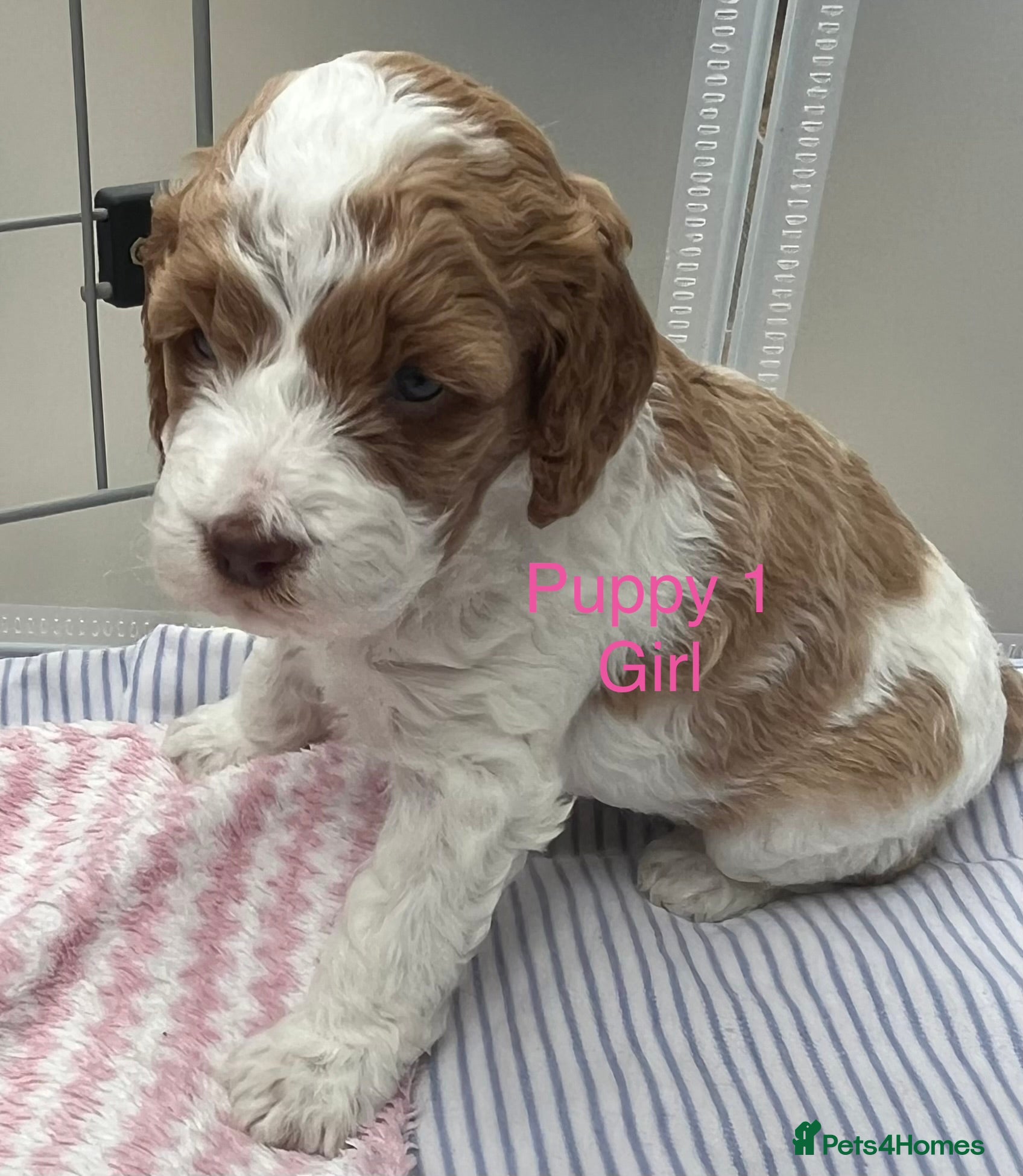 Cockapoo dogs Cockapoo puppies  - Advert 1