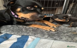 Rottweiler dogs for sale: Rottweiler puppies  - Advert 28