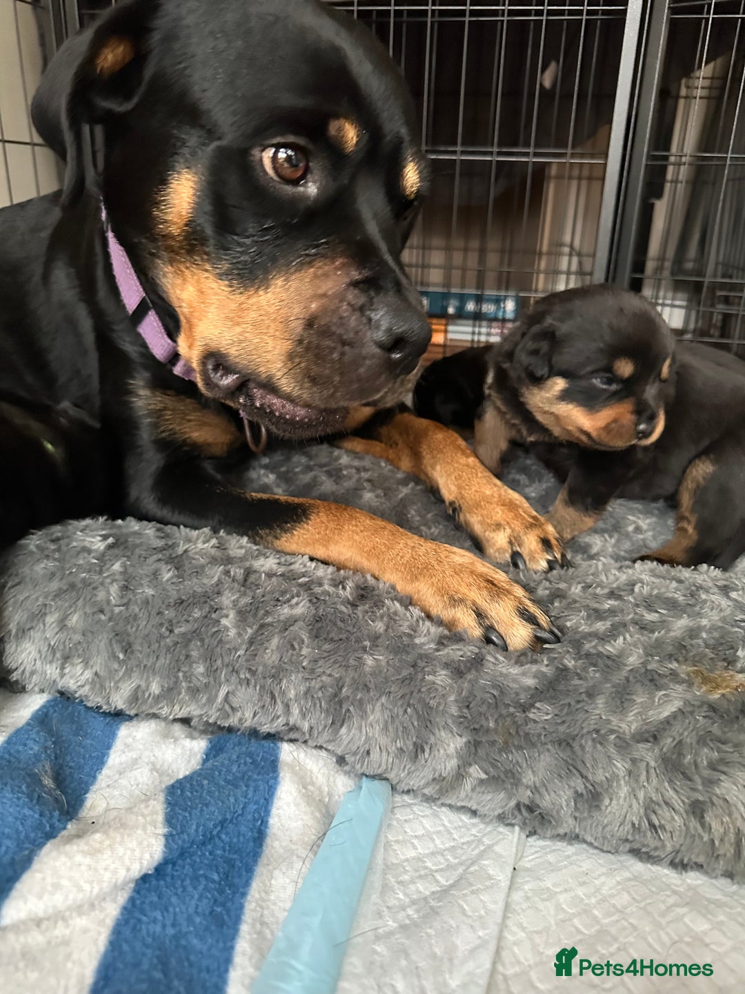 Rottweiler dogs for sale: Rottweiler puppies  - Advert 28