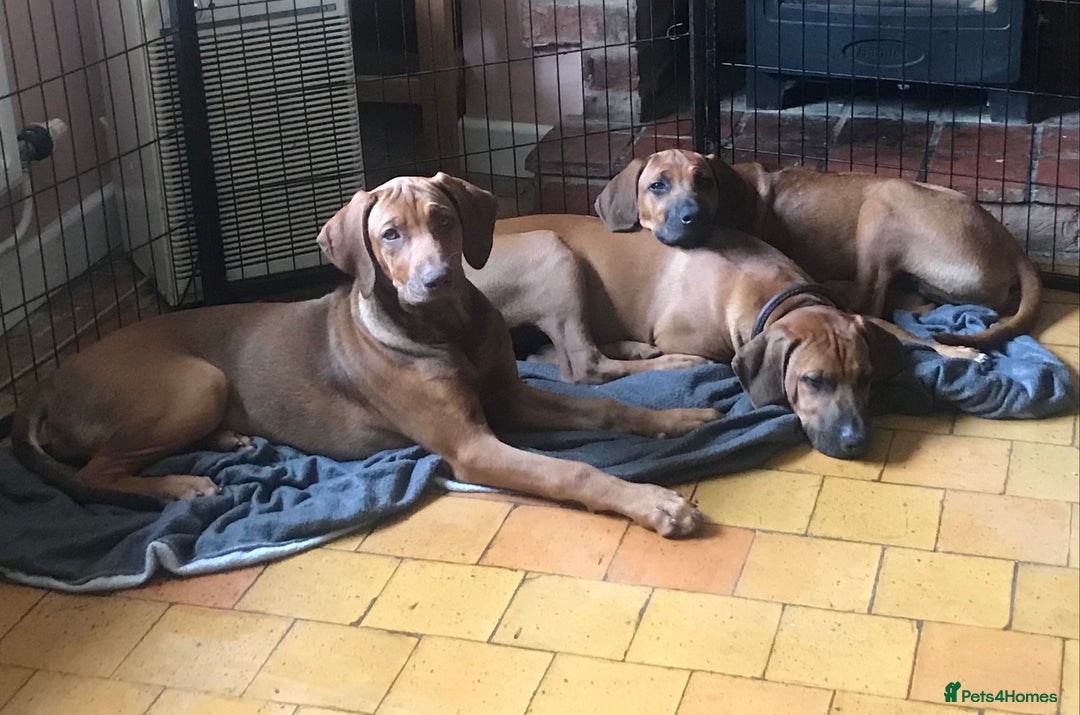Rhodesian Ridgeback dogs for sale: LADYLIUWA KC REG. LITTER: LAST TWO PUPS FOR SALE in Grantham - Image 1