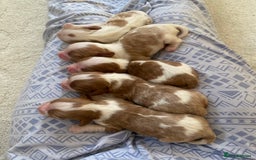 Cavalier King Charles Spaniel dogs for sale: 🐶 true miniature King Charles puppy’s 🐶 - Image 1