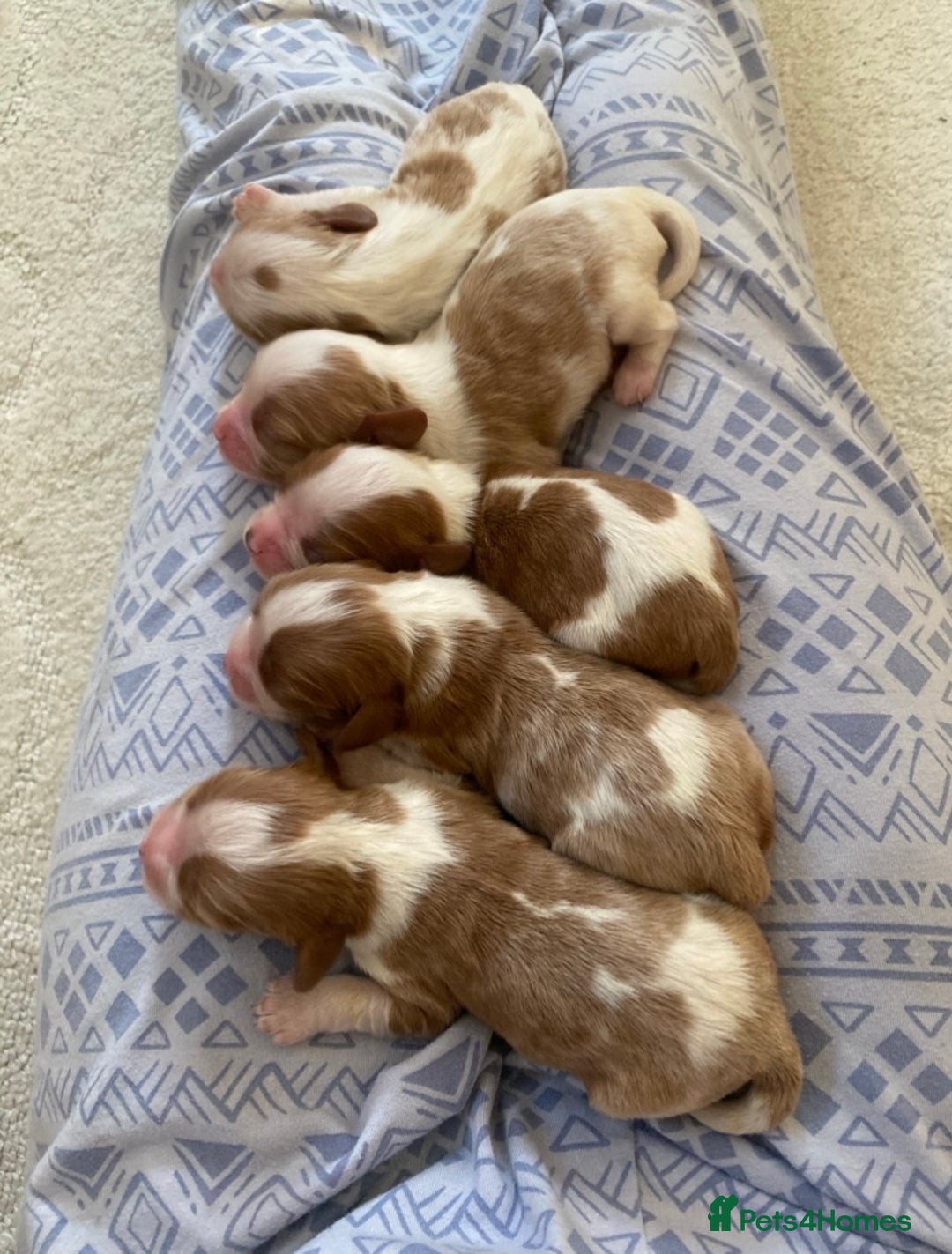 Cavalier King Charles Spaniel dogs for sale: 🐶 true miniature King Charles puppy’s 🐶 - Image 1