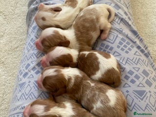 Cavalier King Charles Spaniel dogs - Advert 8