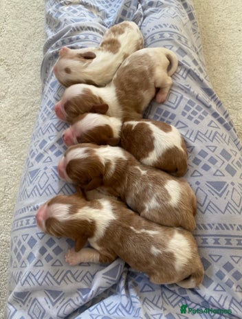 Cavalier King Charles Spaniel dogs - Advert 2