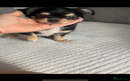 Chihuahua dogs for sale: Long-haired Chihuahua - Image 11
