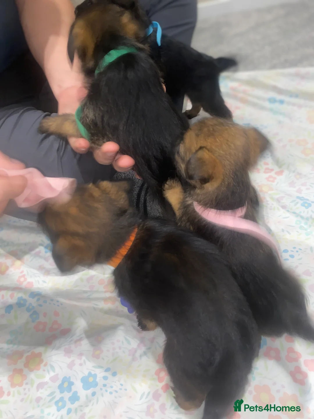 Border Terrier dogs for sale: 4 beautiful border terrier boys left  - Advert 20