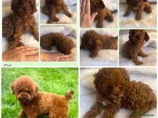 Cavapoo dogs Toy Cavapoo x Toy AsianPoodle DNA,BVA,HEART CLEAR - Advert 11