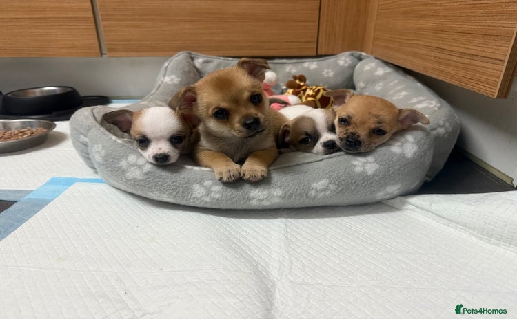 Chihuahua dogs - Advert 12