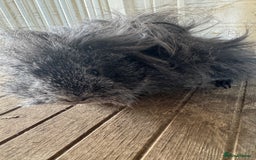 Guinea Pig rodents for sale: **FREE** Purebred Longhaired sows  - Image 3