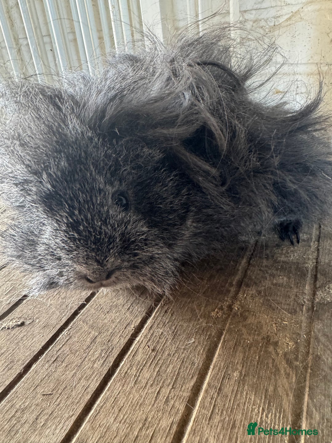 Guinea Pig rodents for sale: **FREE** Purebred Longhaired sows  - Image 3