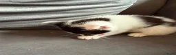 Mixed Breed cats for sale: 5 week old kittens for sale in Glenrothes - Advert 4
