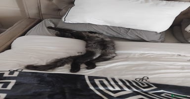 Maine Coon cats - Advert 9