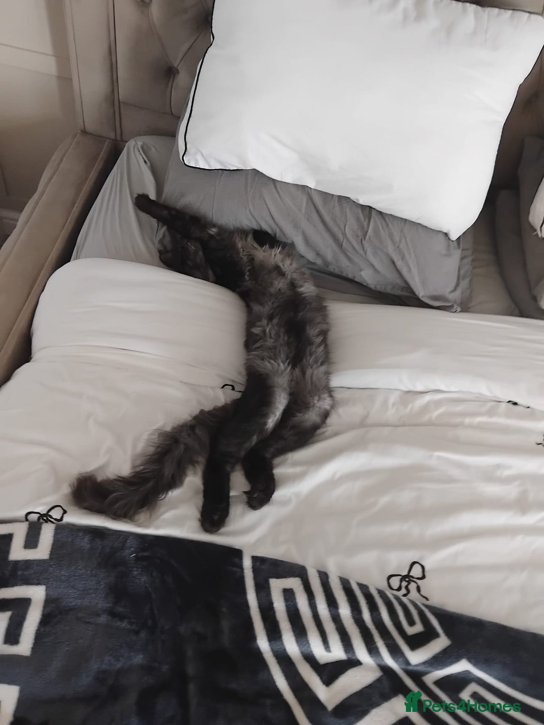 Maine Coon cats for sale: Big main coon - Image 3