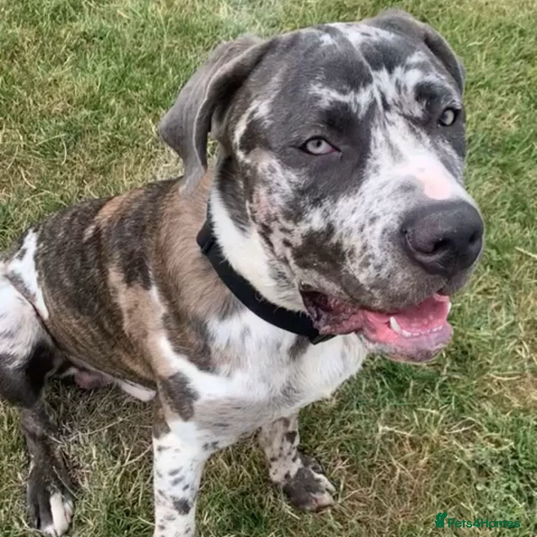 Mixed Breed dogs for adoption: Blue (Cane Corso mix) - Advert 24