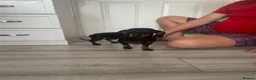 Miniature Dachshund dogs for sale: Miniature dachshund - Advert 6