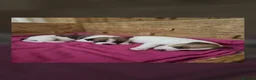 Jack Russell dogs for sale: Jack Russel puppies  - Advert 9