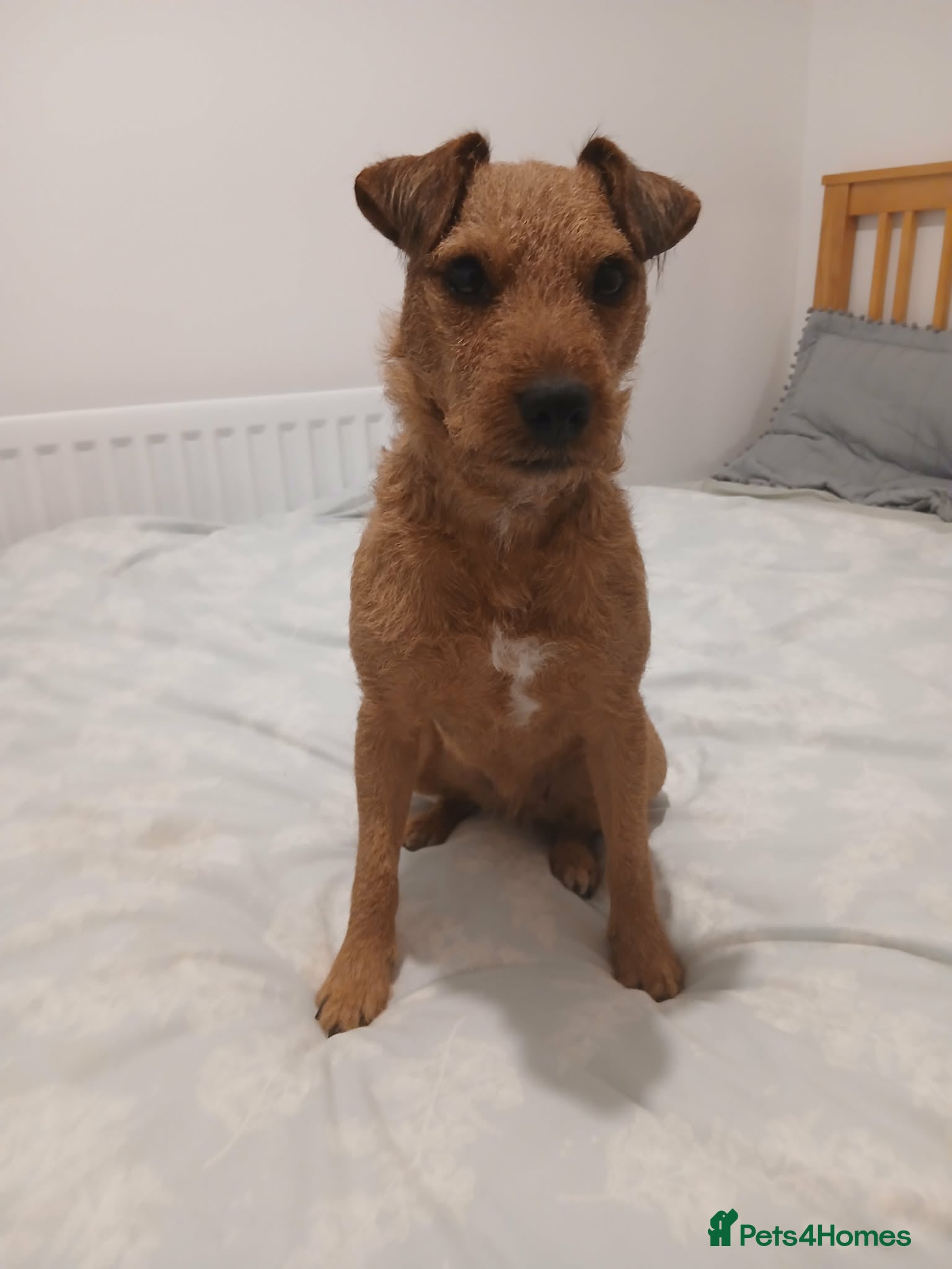 Lakeland Terrier dogs Red Lakeland Terrier Needs Rehomed - Advert 1