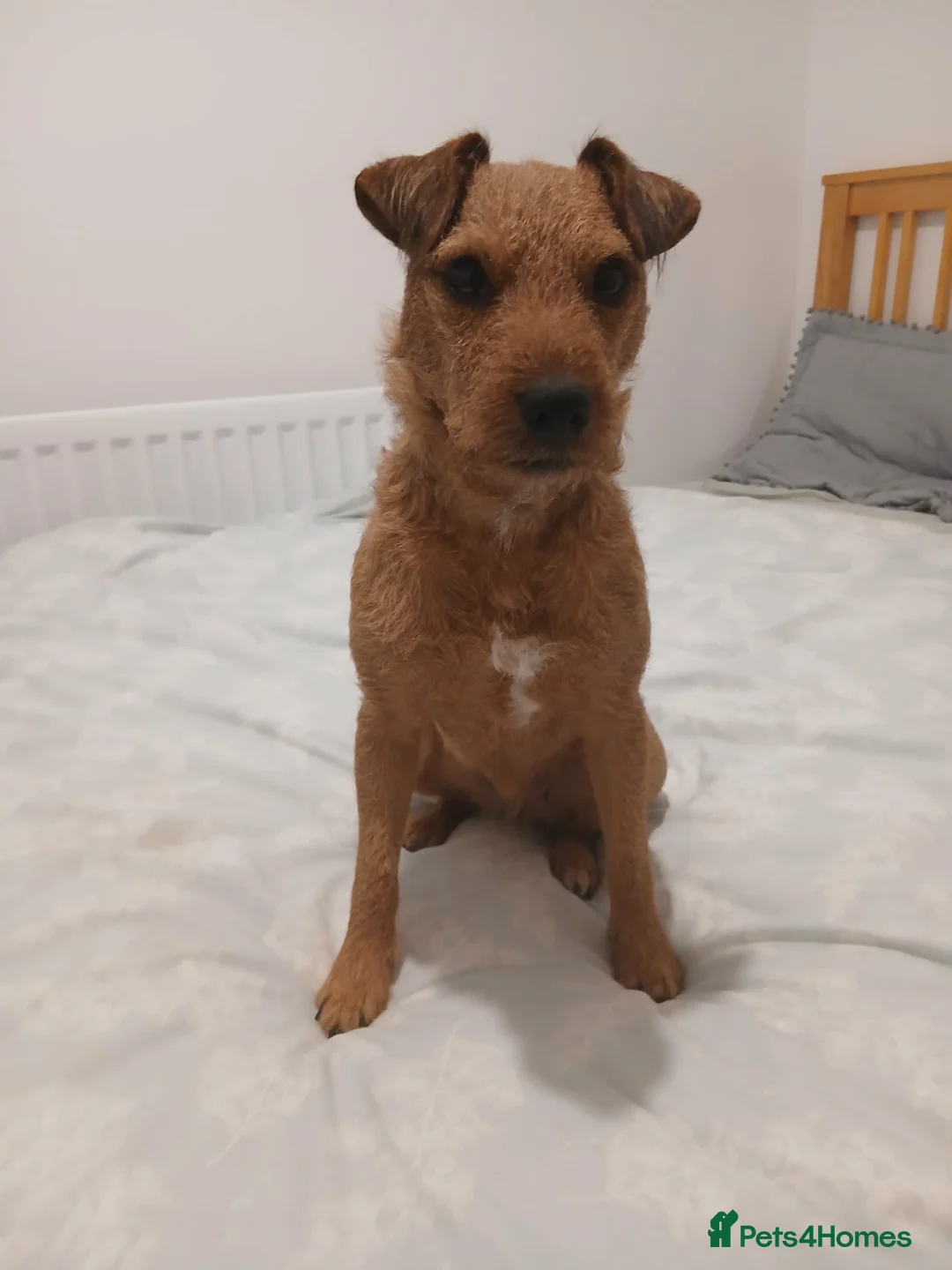 Lakeland Terrier dogs for sale: Red Lakeland Terrier Needs Rehomed in Dunbar - Advert 1