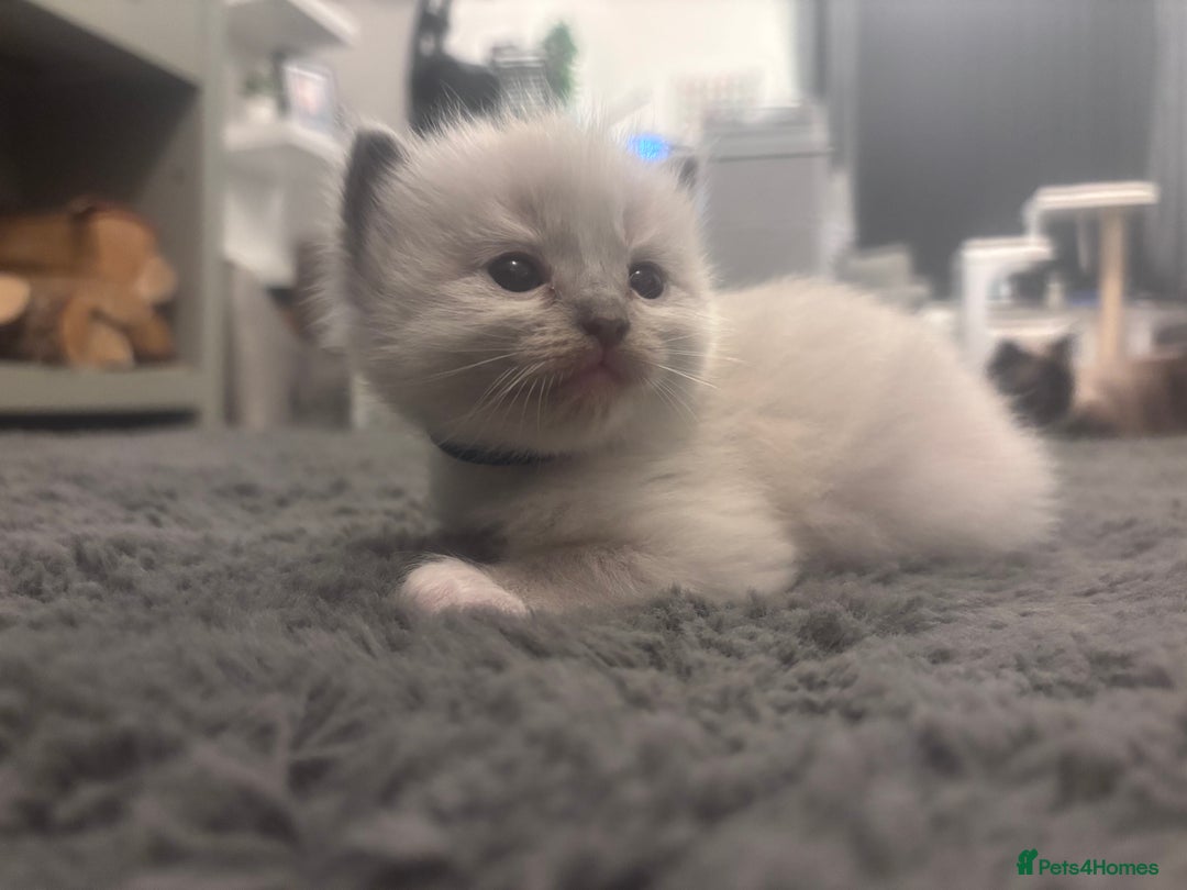 Ragdoll cats for sale: Gorgeous pedigree Ragdoll kittens  - Image 5