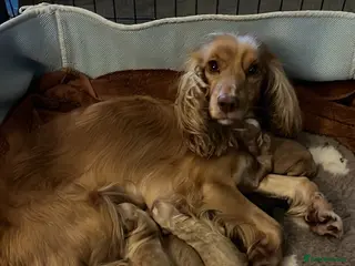 Sprocker dogs 🍯 3 stunning sprocker pups available 🍯 - Advert 1