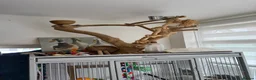 Parrots birds for sale: Tame Hand Reared Parrot Caique with huge Cage - Advert 14