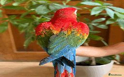 Macaws birds for sale: A fantastic selection of Macaws  - Image 7