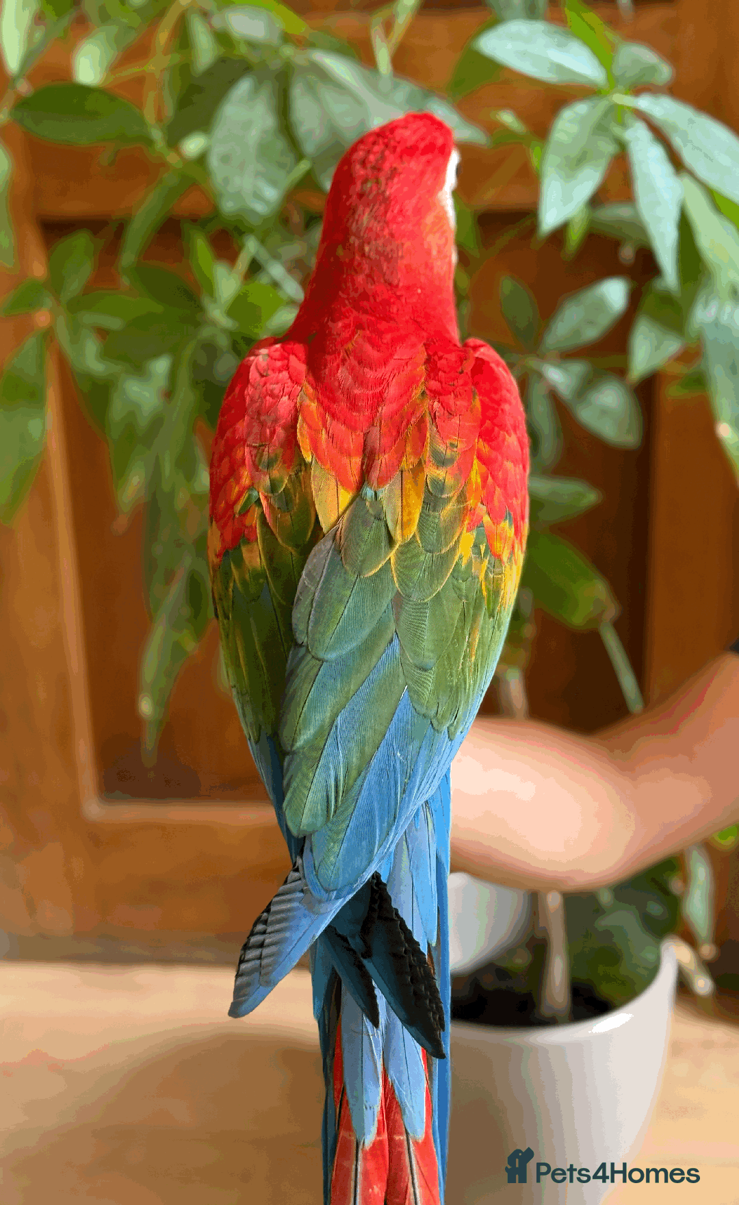 Macaws birds for sale: A fantastic selection of Macaws  - Image 7