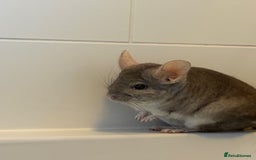 Chinchilla rodents for sale: 2 bonded male chinchillas - Image 4