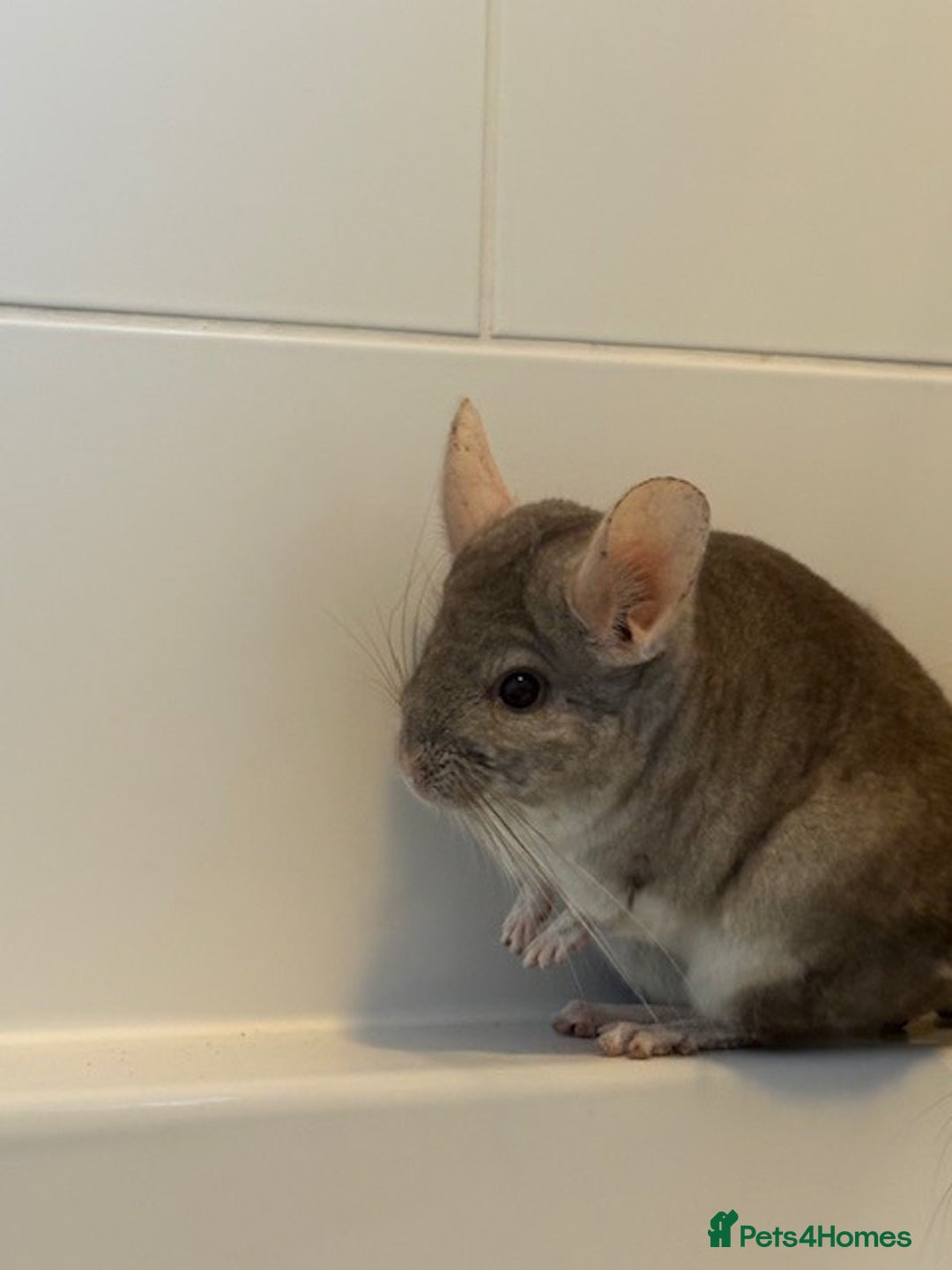Chinchilla rodents for sale: 2 bonded male chinchillas - Image 4