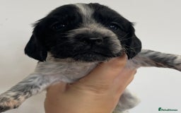 Cocker Spaniel dogs for sale: 8 cocker spaniels for reserve - Image 5