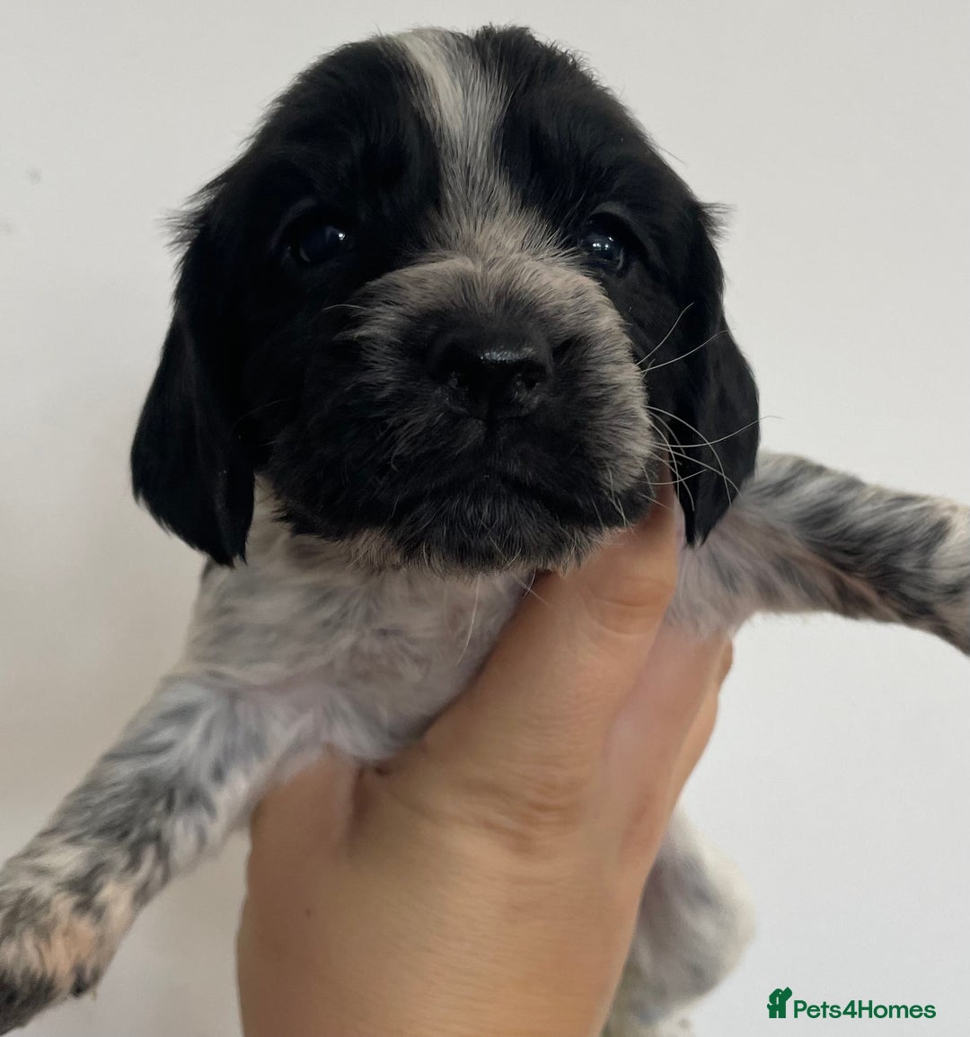 Cocker Spaniel dogs for sale: 8 cocker spaniels for reserve - Image 5