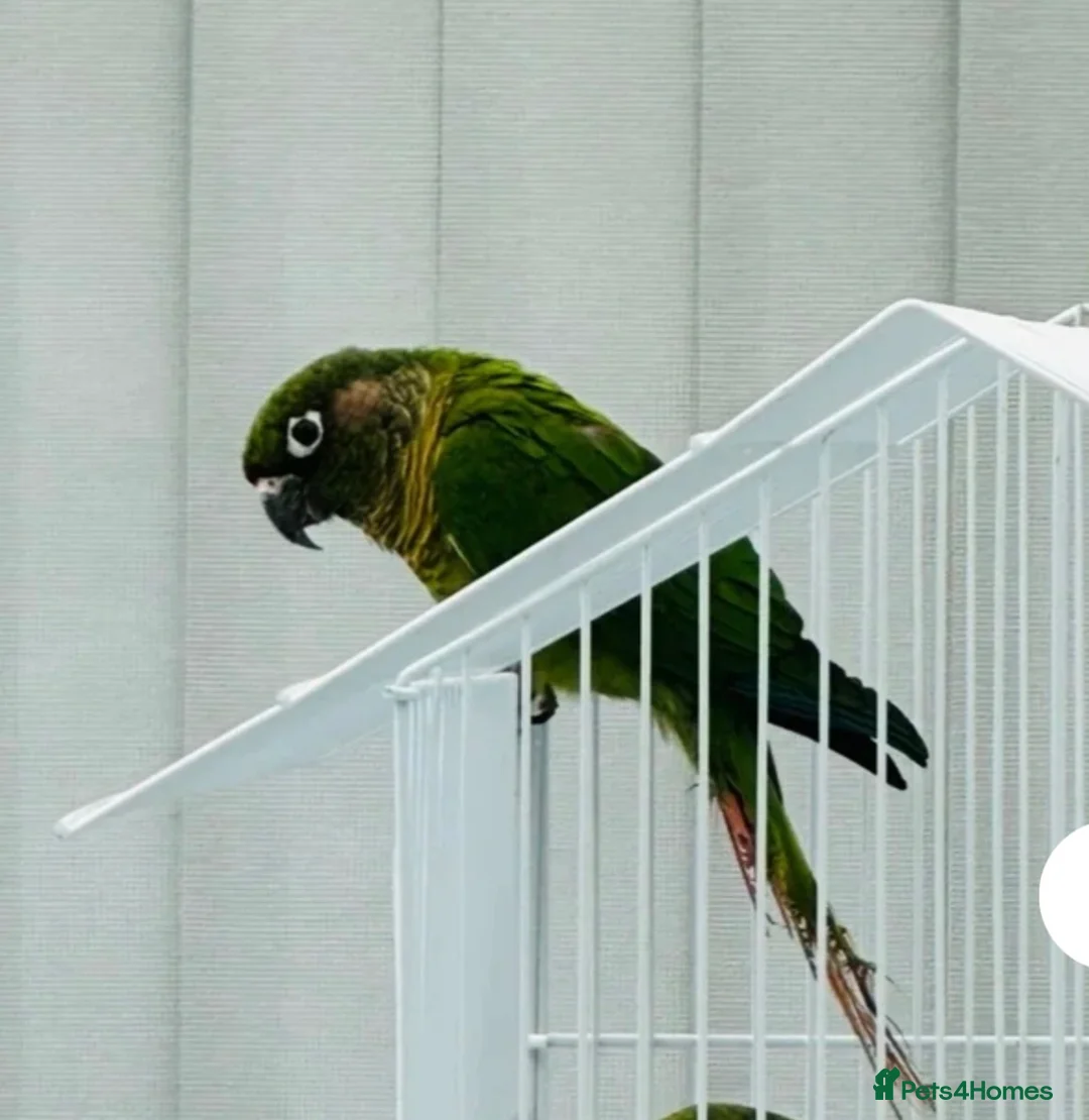 Conures birds for sale: Maroonbellied Conure  - Advert 4