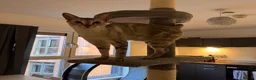 Mixed Breed cats for sale: 1 year old neutered male cat - Advert 5