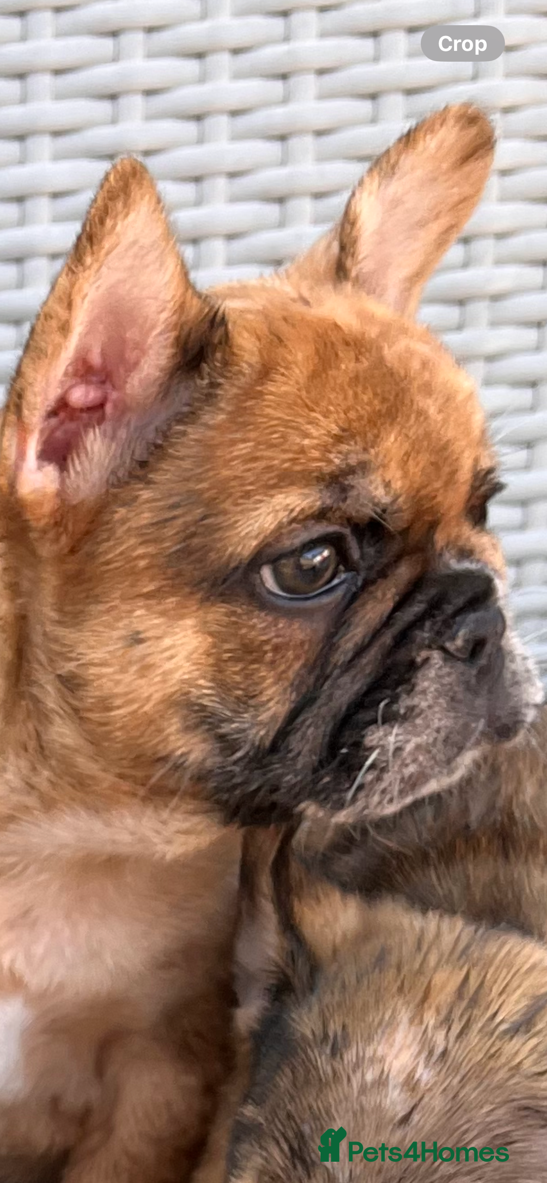 French Bulldog dogs for sale: French Bulldog Puppy 3 - QUALITY PUPPIES READY NOW, health tested parents  - Image 20