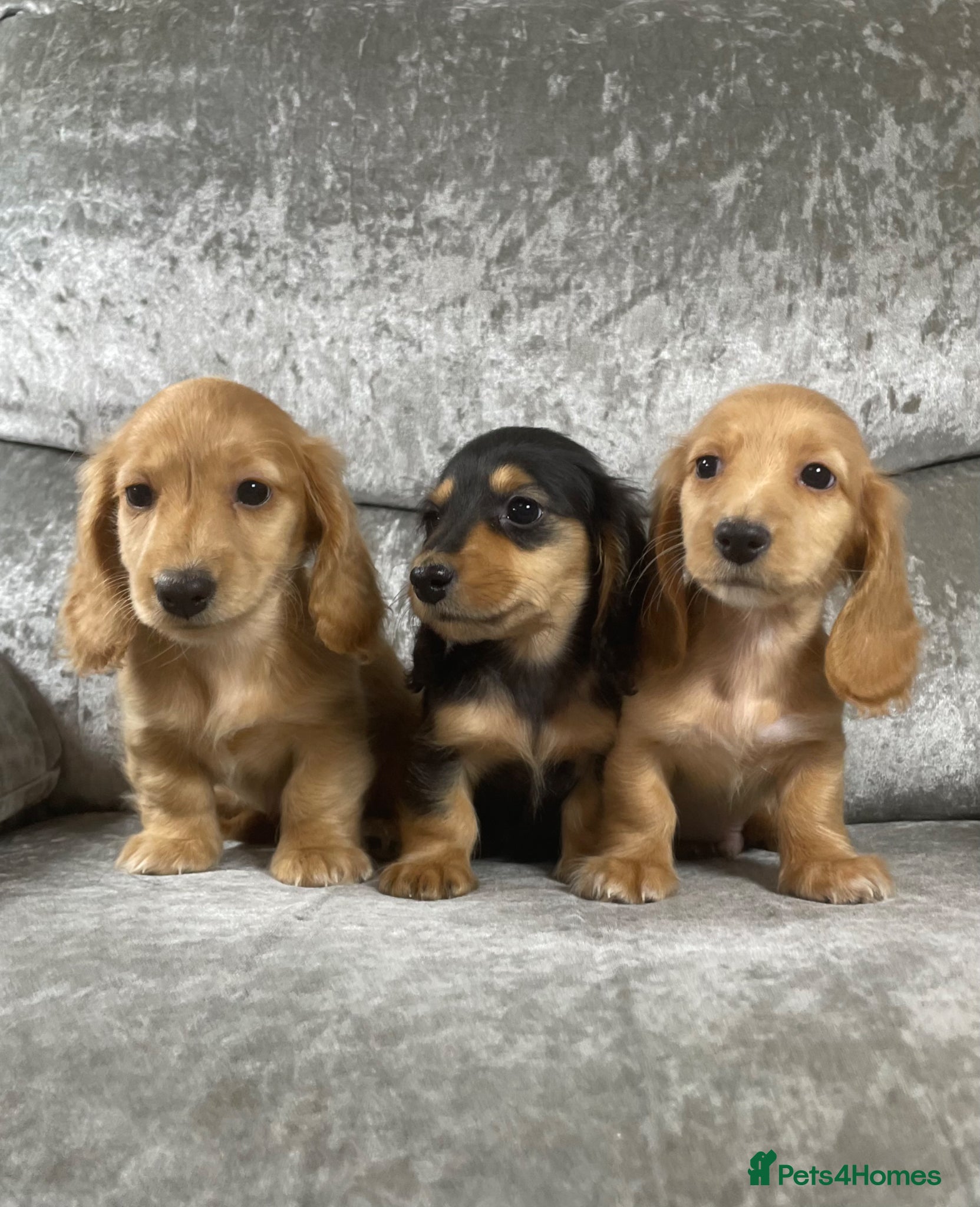 Dachshund dogs KC miniature long hair cream dachshund for sale - Advert 3