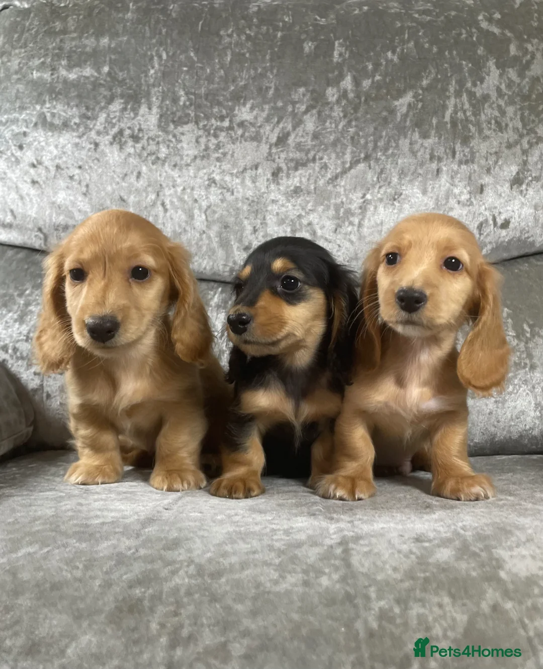 Dachshund dogs for sale: KC miniature long hair cream dachshund for sale - Advert 1