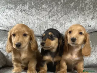 Dachshund dogs KC miniature long hair cream dachshund for sale - Advert 3