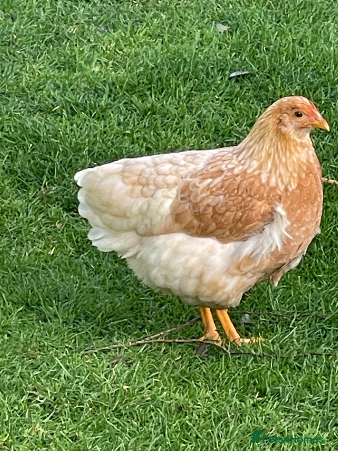 Chickens poultry for sale: BANTAM WYANDOTTE HENS, COCKERELS & TRIOS - Image 4