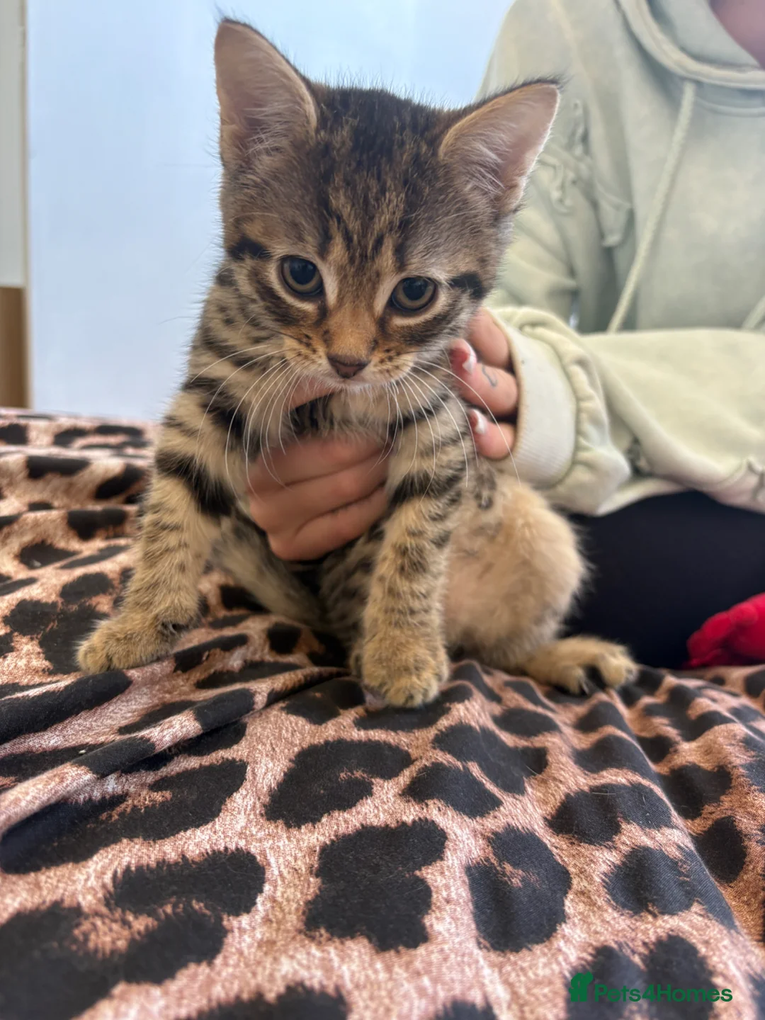 Mixed Breed cats for sale: Make and female kittens  - Advert 2