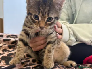 Mixed Breed cats Make and female kittens - Advert 1