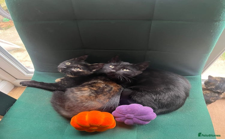 Mixed Breed cats - Advert 5