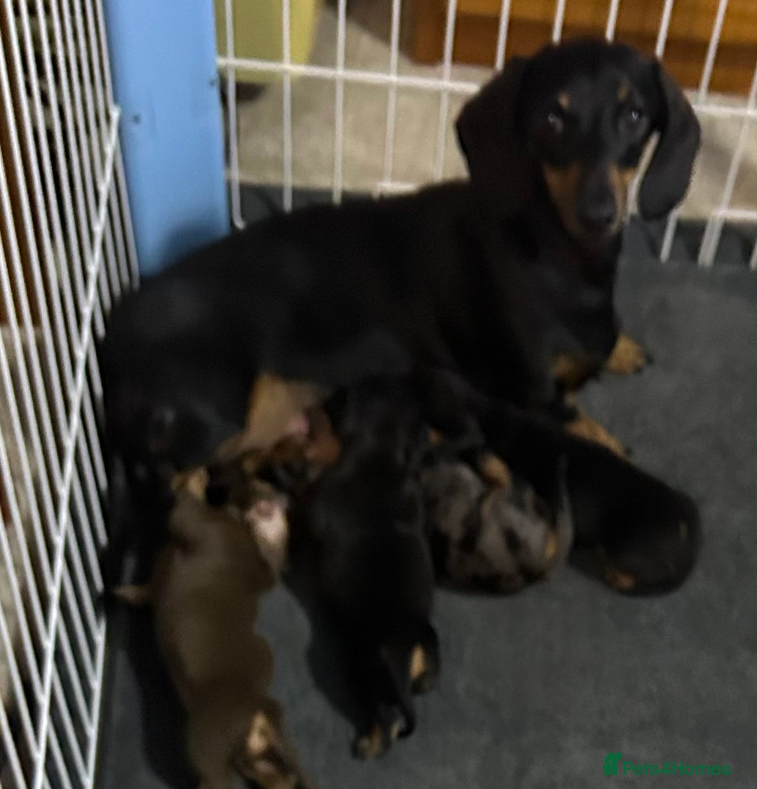 Miniature Dachshund dogs for sale: Stunning Miniature Dachshund Pups - Image 28