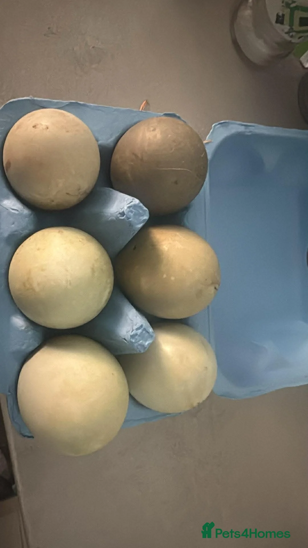 Ducks poultry for sale: Duck hatching eggs  - Advert 3