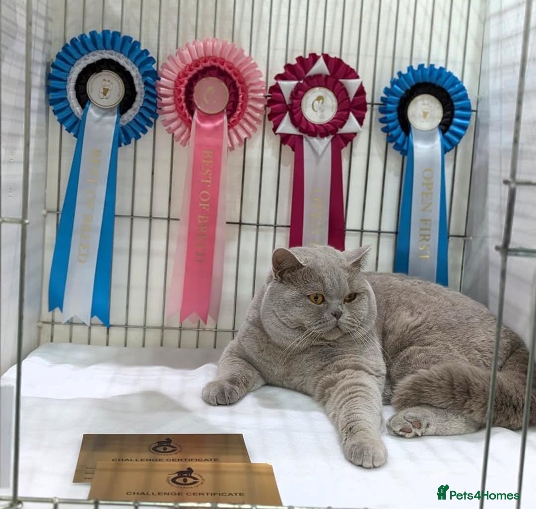 British Shorthair cats GCCF BSH & BSL show quality Champions - Advert 2