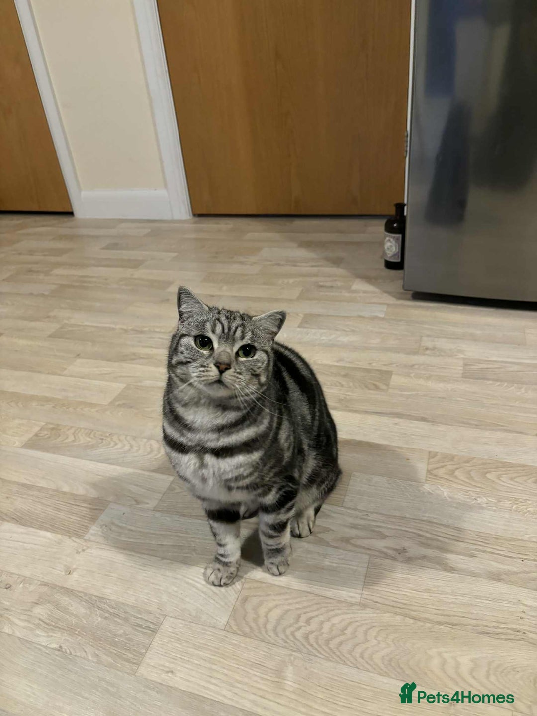British Shorthair cats for sale: Two Stunning British Short Hair Silver Tabby - Image 6