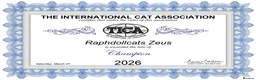Ragdoll cats for sale: Champion Ragdoll Boy Zeus SHOW-BREED - Advert 2