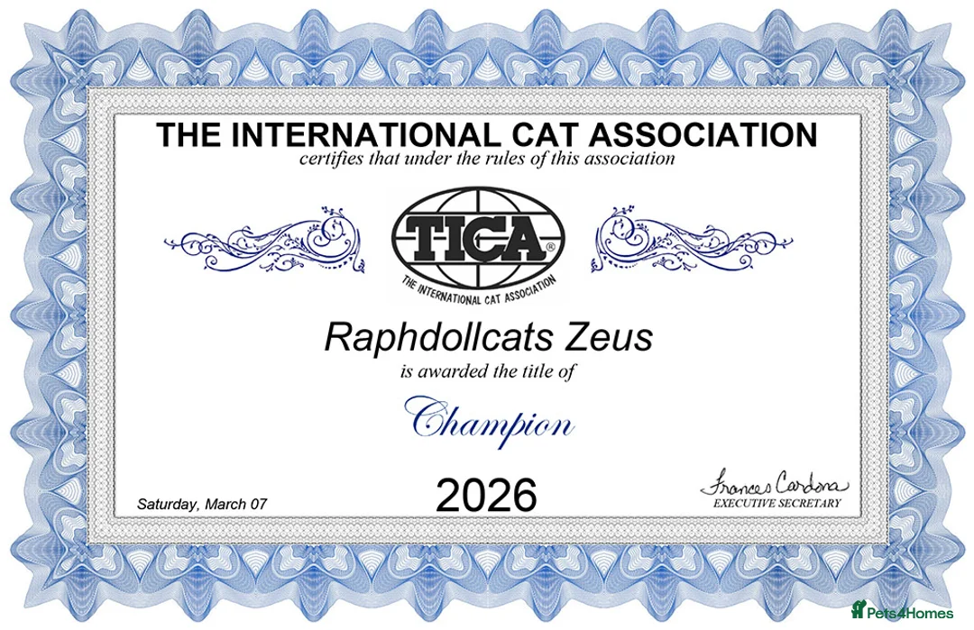 Ragdoll cats for sale: Champion Ragdoll Boy Zeus SHOW-BREED - Advert 2