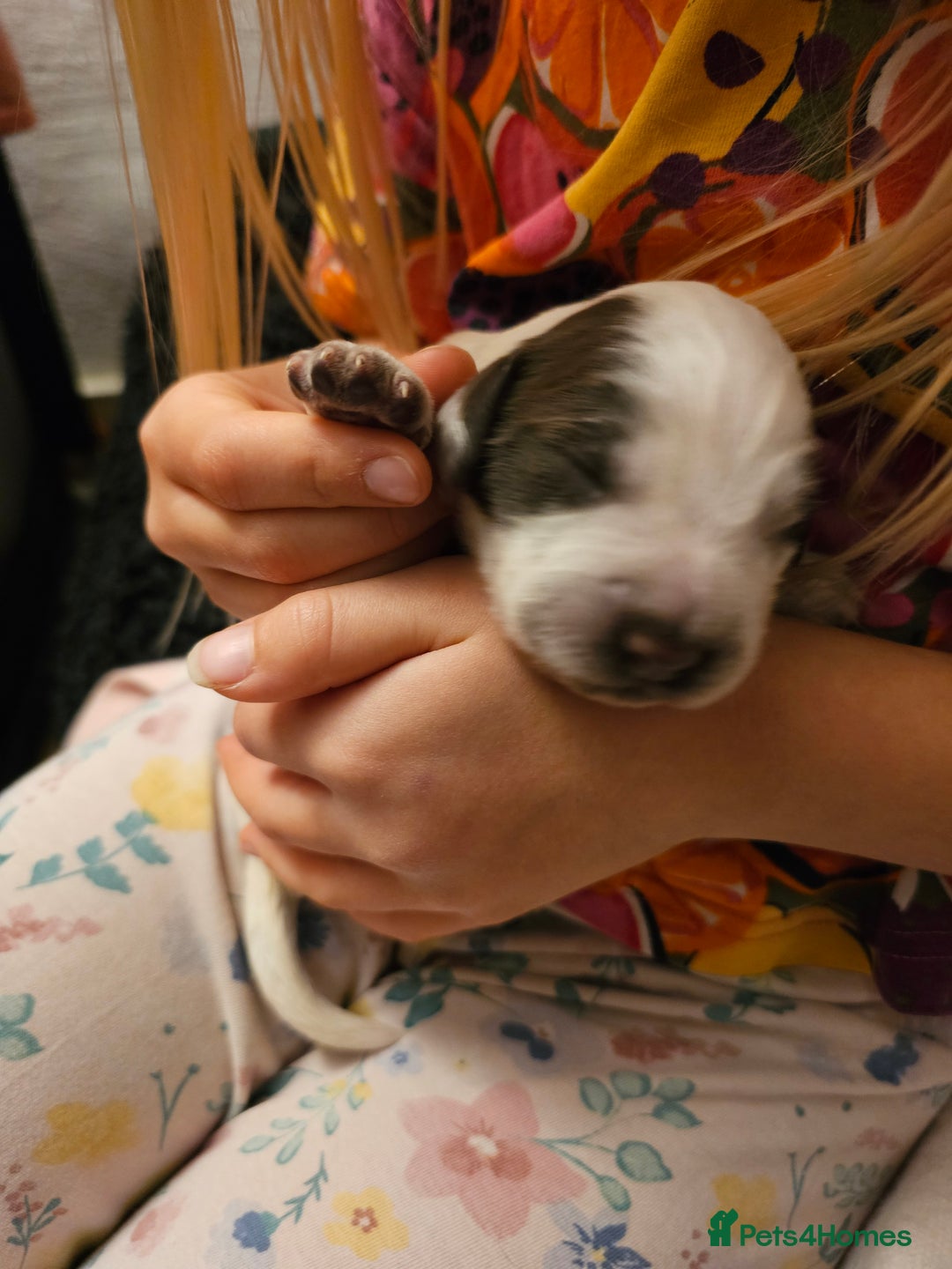 Cocker Spaniel dogs for sale: Chocolate roan working cocker spaniel puppies  - Image 8